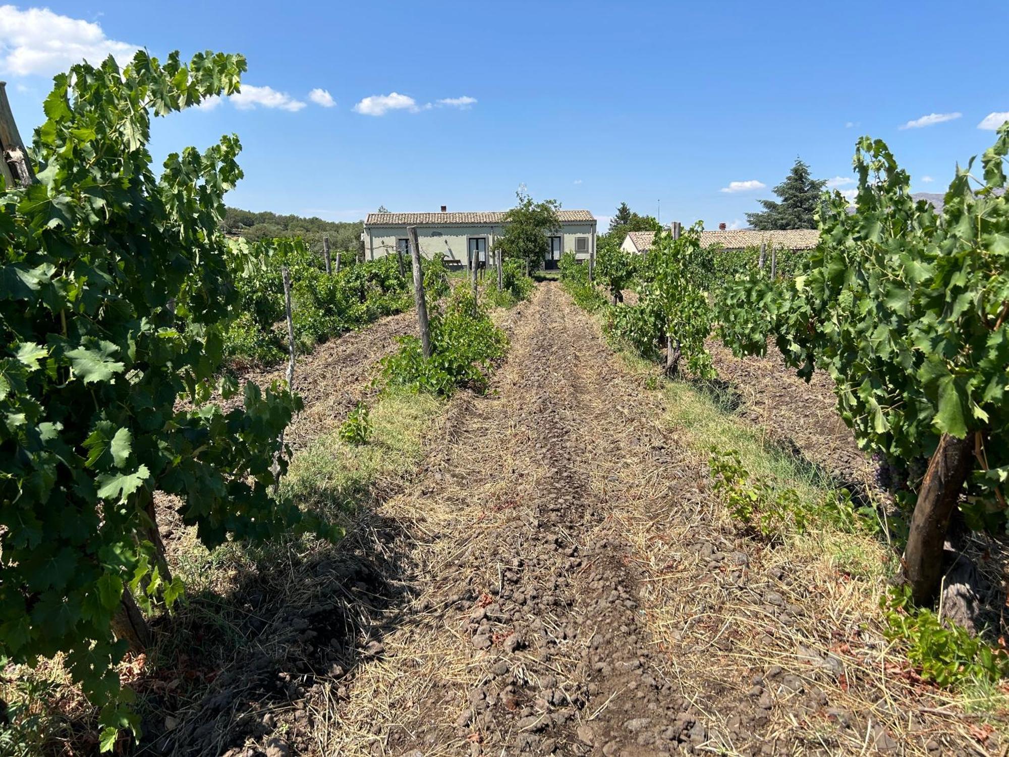 L'Antica Vigna Villa Randazzo Esterno foto